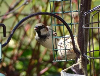 Male Sparrow on Feeder 2