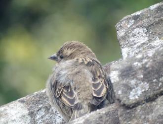 Sparrow Fledgling near Lower Green